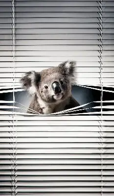 Zatamnjujuća rolo zavjesa za prozor Koala