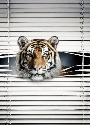 Zatamnjujuća rolo zavjesa za balkonska vrata Tigar
