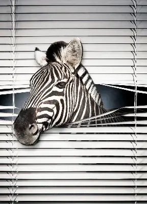 Unutarnja prozorska zatamnjujuća rolo zavjesa Rebra