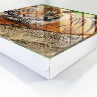 Kutija za ključeve Tigar se odmara