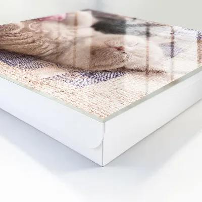Vješalica za ključeve Mačić koji spava