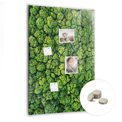Magnetna ploča za zid Priroda šumskog drveća