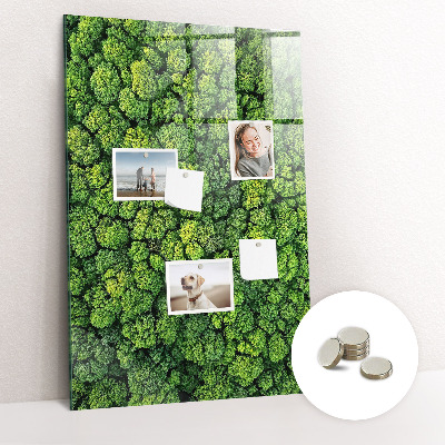 Magnetna ploča za zid Priroda šumskog drveća