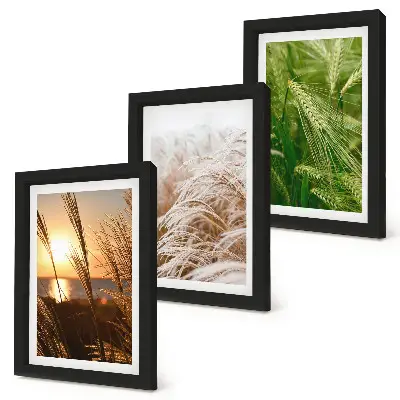 Set 3 slike u okviru šarena priroda s motivom različitih vrsta trave