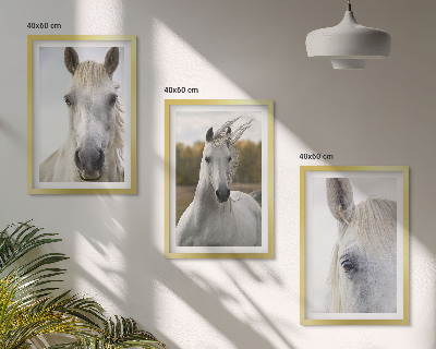 Set 3 slike u okviru Bijeli konji u prirodi