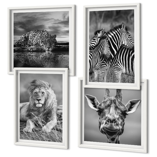 Set 4 slike u okviru Divlje životinje Lav Jaguar Žirafa Zebre