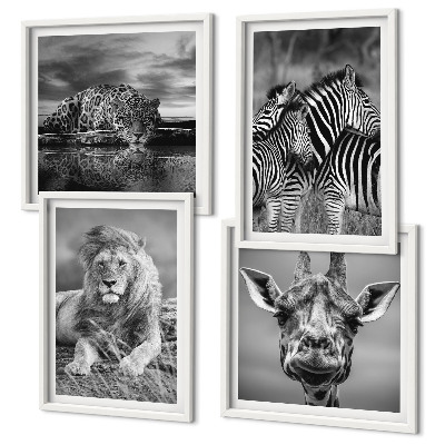 Set 4 slike u okviru Divlje životinje Lav Jaguar Žirafa Zebre