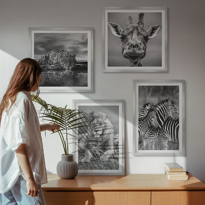 Set 4 slike u okviru Divlje životinje Lav Jaguar Žirafa Zebre