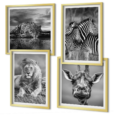 Set 4 slike u okviru Divlje životinje Lav Jaguar Žirafa Zebre