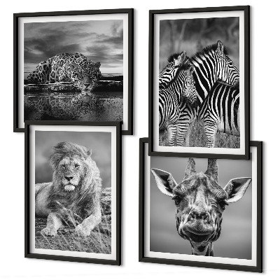 Set 4 slike u okviru Divlje životinje Lav Jaguar Žirafa Zebre