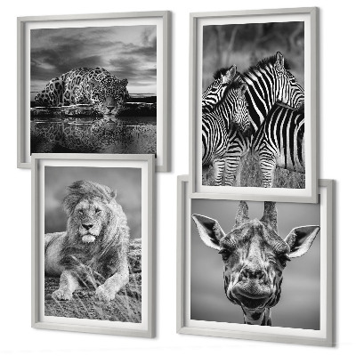 Set 4 slike u okviru Divlje životinje Lav Jaguar Žirafa Zebre