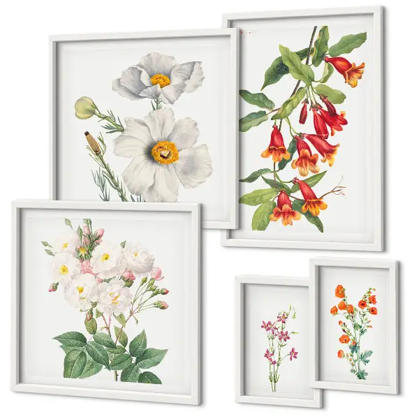 Cvjetne botaničke ilustracije set od 5 slika u okviru