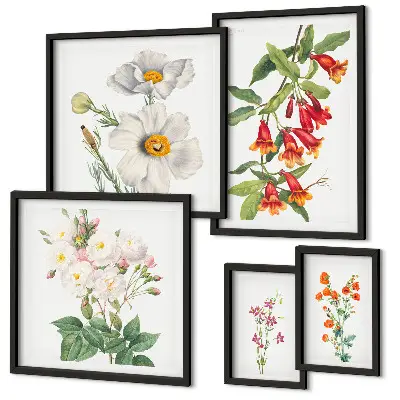 Cvjetne botaničke ilustracije set od 5 slika u okviru